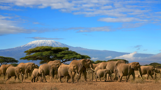 Afrika, Tanzania: Kilimanjaro, akasietre og elefanter, tre viktige symboler for Tanzanias villmark. Foto: Gian Marco Valente – Dreamstime