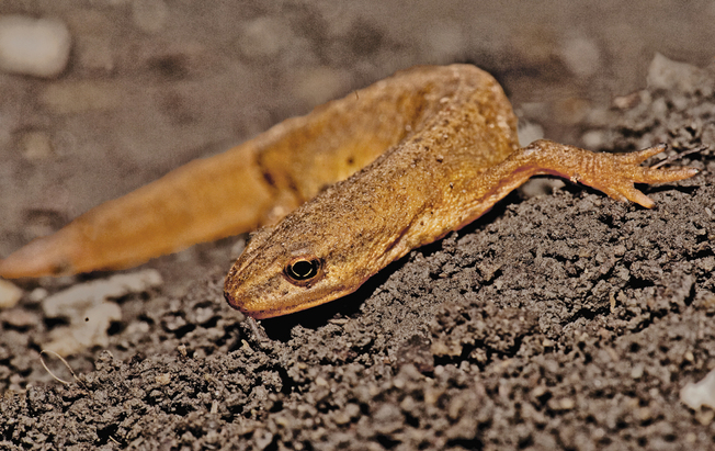 Landfasen av Ukjent salamander Danskerud Foto Bonsak Hammeraas Ås avis