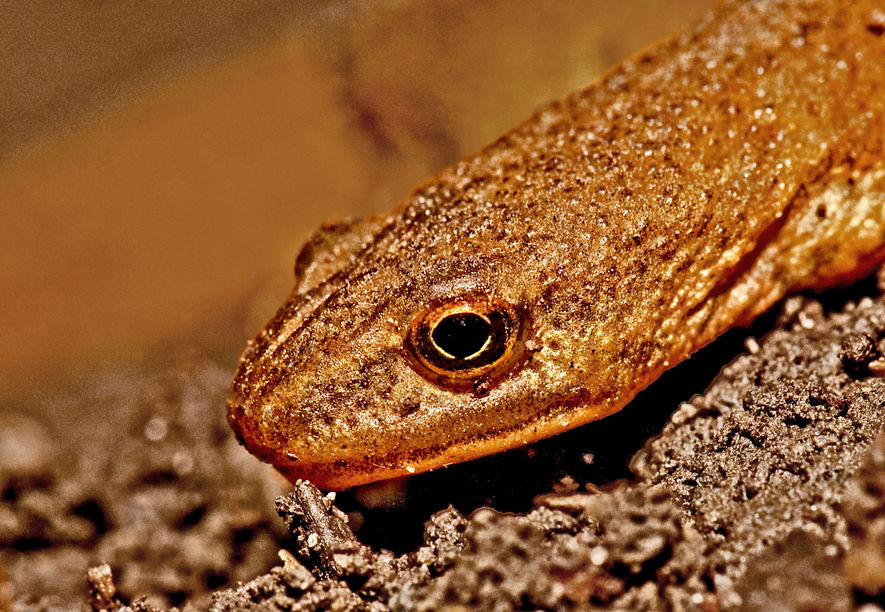 Landfasen av Ukjent salamander Danskerud Foto Bonsak Hammeraas Ås avis