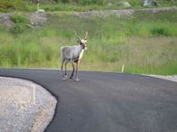 IDAG väntas andra gäster till den nya rullskidbanan vid Lindbäcksstadion när man kör tävlingspremiär här…