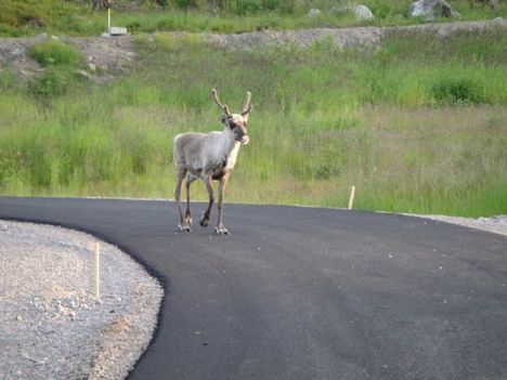 IDAG väntas andra gäster till den nya rullskidbanan vid Lindbäcksstadion när man kör tävlingspremiär här…