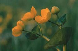 Kommuneblomsten er Bekkeblom Kommuneblomsten er Bekkeblom
