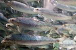 Foto: Marius Fiskum
