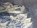 Foto: Chr. Koren
