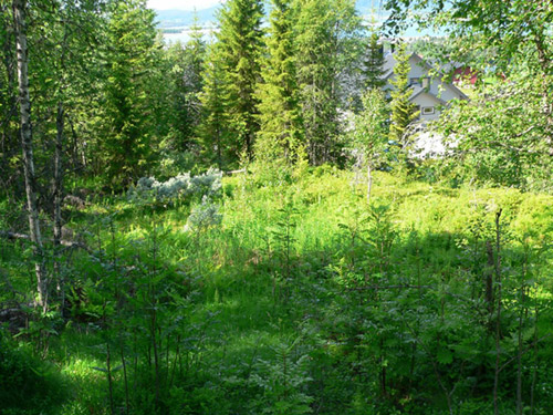 Bjerkalia tomt 15 2 Bjerkalia tomt 15 2