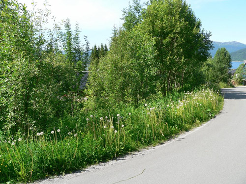 Bjerkalia tomt 29 1 Bjerkalia tomt 29 1