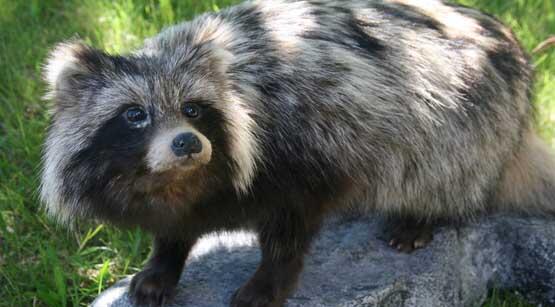 Mårhund