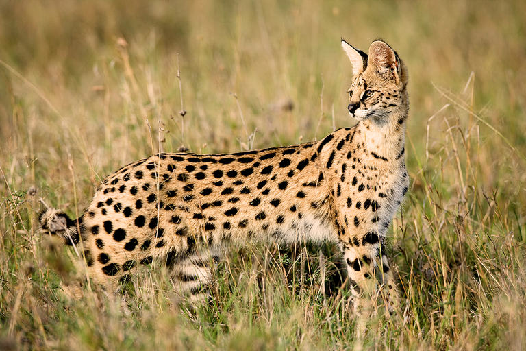 DYR - Serval 01