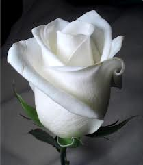 hvit rose