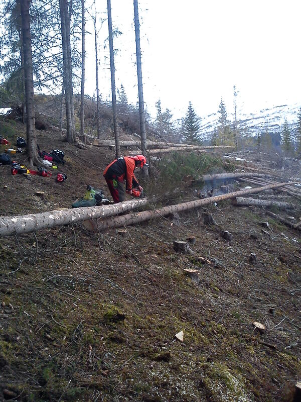 Hogst av gran
