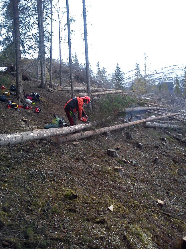 Hogst av gran