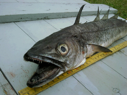 fisk