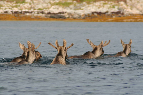 Elg på svøm ved Hjelmsøya_foto Geir Omar Jakobsen