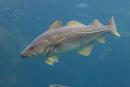 Torsk_460x306.jpg