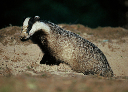 Grevling_450x322.jpg