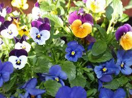 stemorsblomster