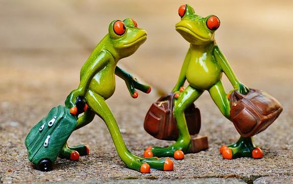 frogs-897387_640