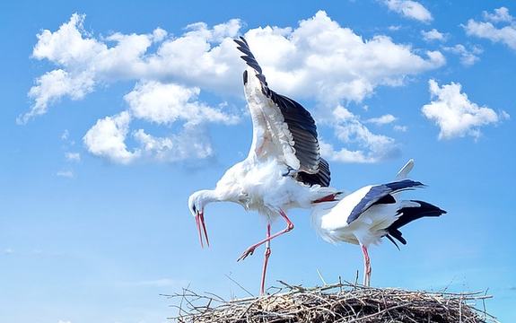 stork-838424_640