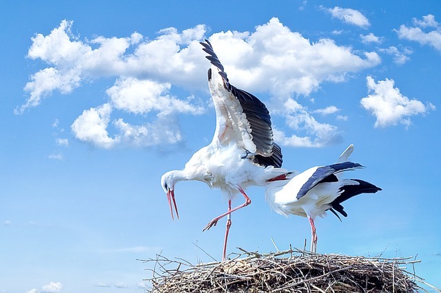 stork-838424_640