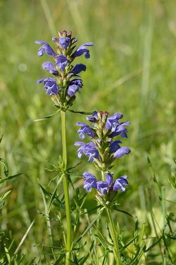«Dracocephalum ruyschiana - Sile tondipea Keila» Foto: Ivar Leidus «Dracocephalum ruyschiana - Sile tondipea Keila» Foto: Ivar Leidus