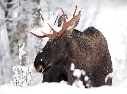 elg i dyp snø