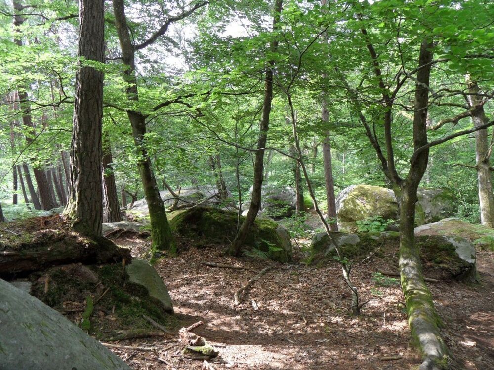 Forêt-de-Fontainebleau