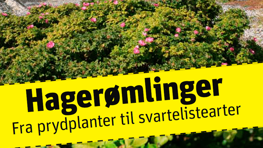 Rynkerose er en av flere fremmede prydplanter som er blitt en problemart. Foto: fra brosjyren Hagerømlinger - Fra prydplanter til svartelistearter. Fylkesmannen i Oslo og akershus Rynkerose er en av flere fremmede prydplanter som er blitt en problemart. Foto: fra brosjyren Hagerømlinger - Fra prydplanter til svartelistearter. Fylkesmannen i Oslo og akershus