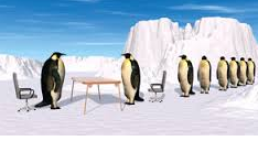 Rekruttering_pingviner