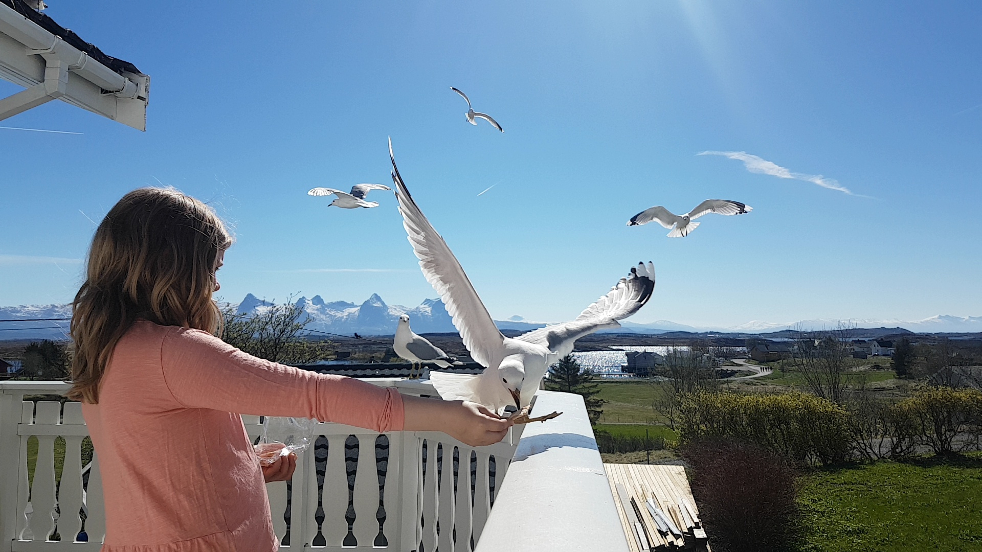 Charlotte Jakobsen_Mater måsene på Seløy