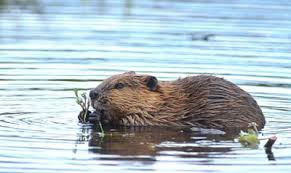 Bever