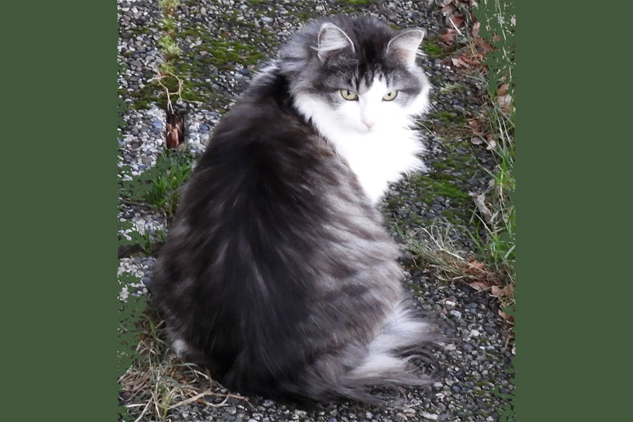 Katt_forside