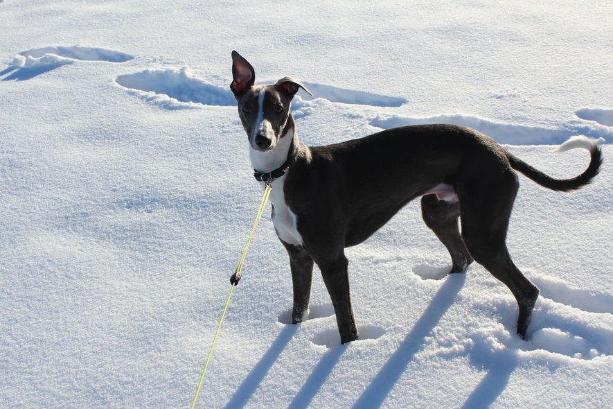 Hund i snø