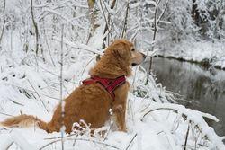 Hold hunden i bånd! Hold hunden i bånd!