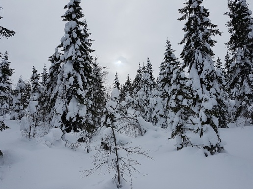 Bilde av skog i vinterdarkt
