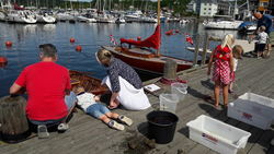 Livet i fjæra og på bryggekanten på Son kystkultursenter Livet i fjæra og på bryggekanten på Son kystkultursenter