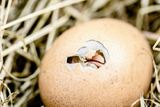 Egg som klekkes