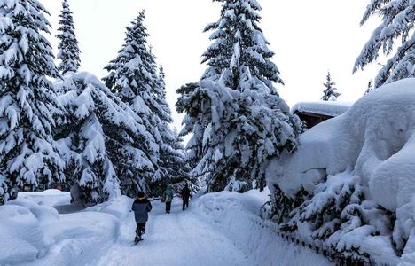 Neige