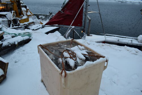Seløy Fisk satser videre_fiskekasse