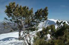 Ergysport Trail du Ventoux