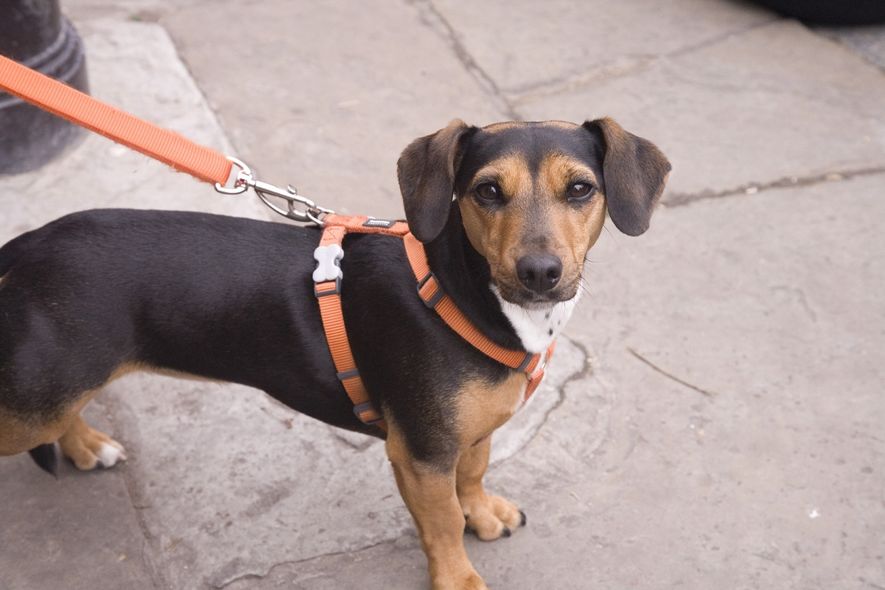 I perioden 1. april til 20. august er det båndtvang. Fotografi av hund i bånd