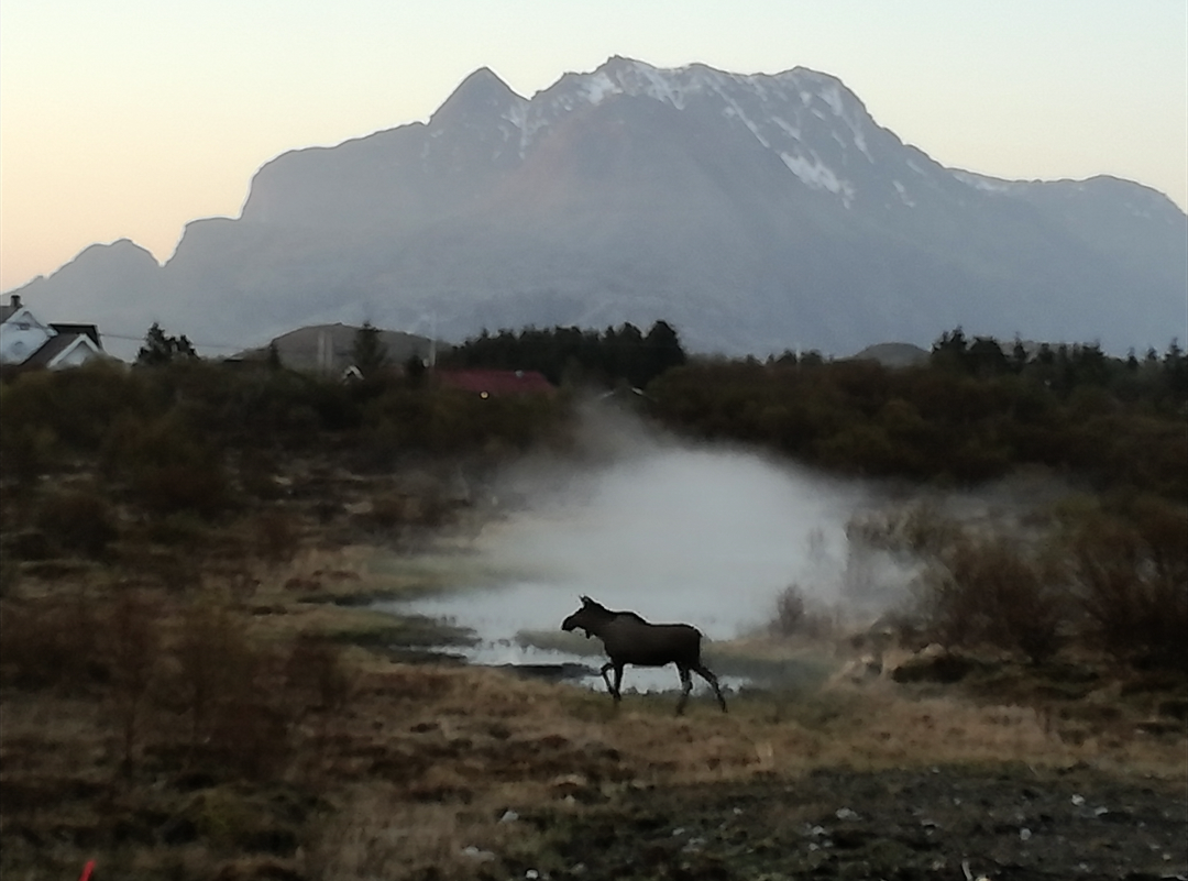 Foto: Kjartan Rørstadbotten Kjartan Rørstadbotten Kveldstur på Iberneset