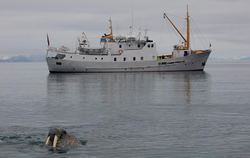 MS Gamle Mårøy