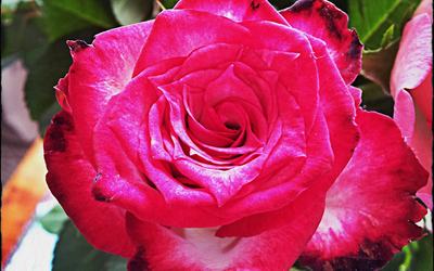 Rose