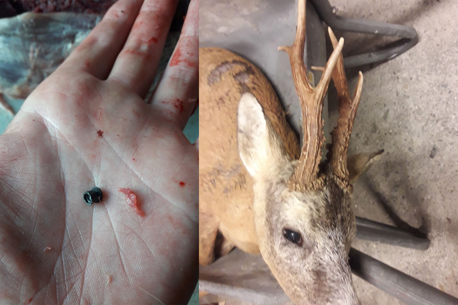 Dyreplageri av rådyrbukk_hoved