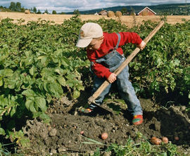 Det er et mangfoldig program på Granavollen under årets bygdedag 8. september. Det er blant annet mulig å plukke poteter i potetåkeren. Foto: Kjersti Andresen/Gran kommune ©Gran kommune Bilde av gutt i potetåker som plukker opp en potet.