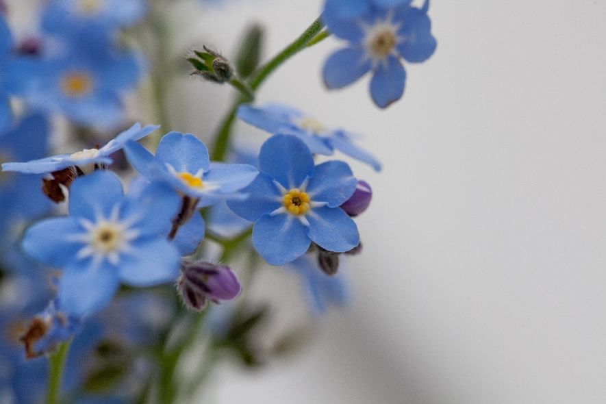 Blomster