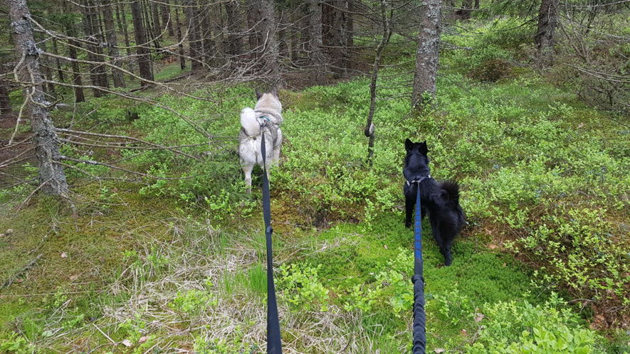 Foto av en tur i skogen med hunder i bånd.