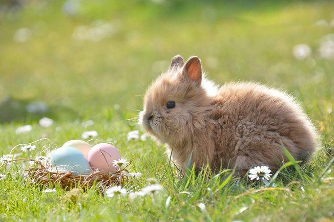 Påskehare og malte egg i gresset