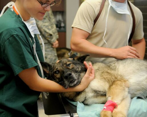 Veterinær Veterinær