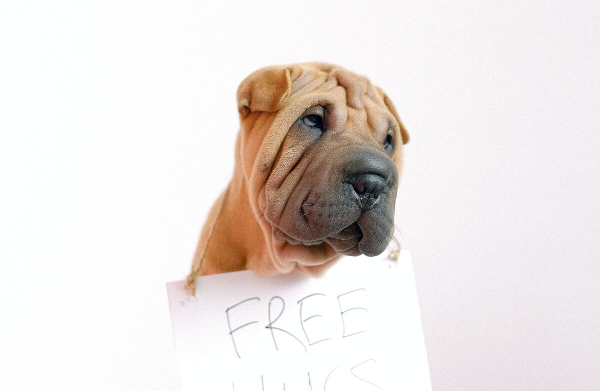 Trist hund med skilt rundt halsen der det står free hugs